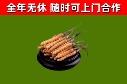 普安回收散虫草