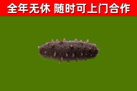 普安回收海参干